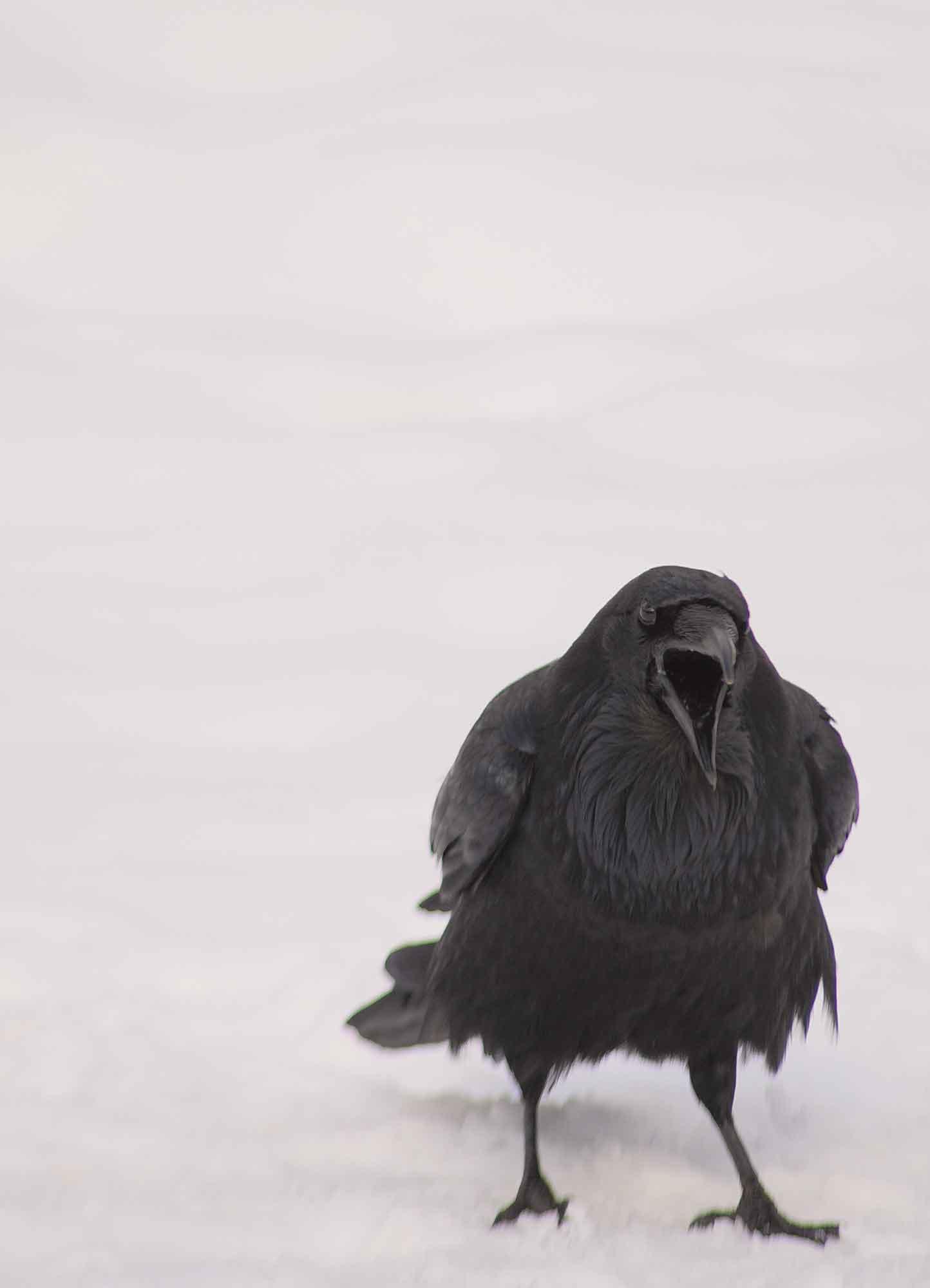 A crow on a snowy backdrop