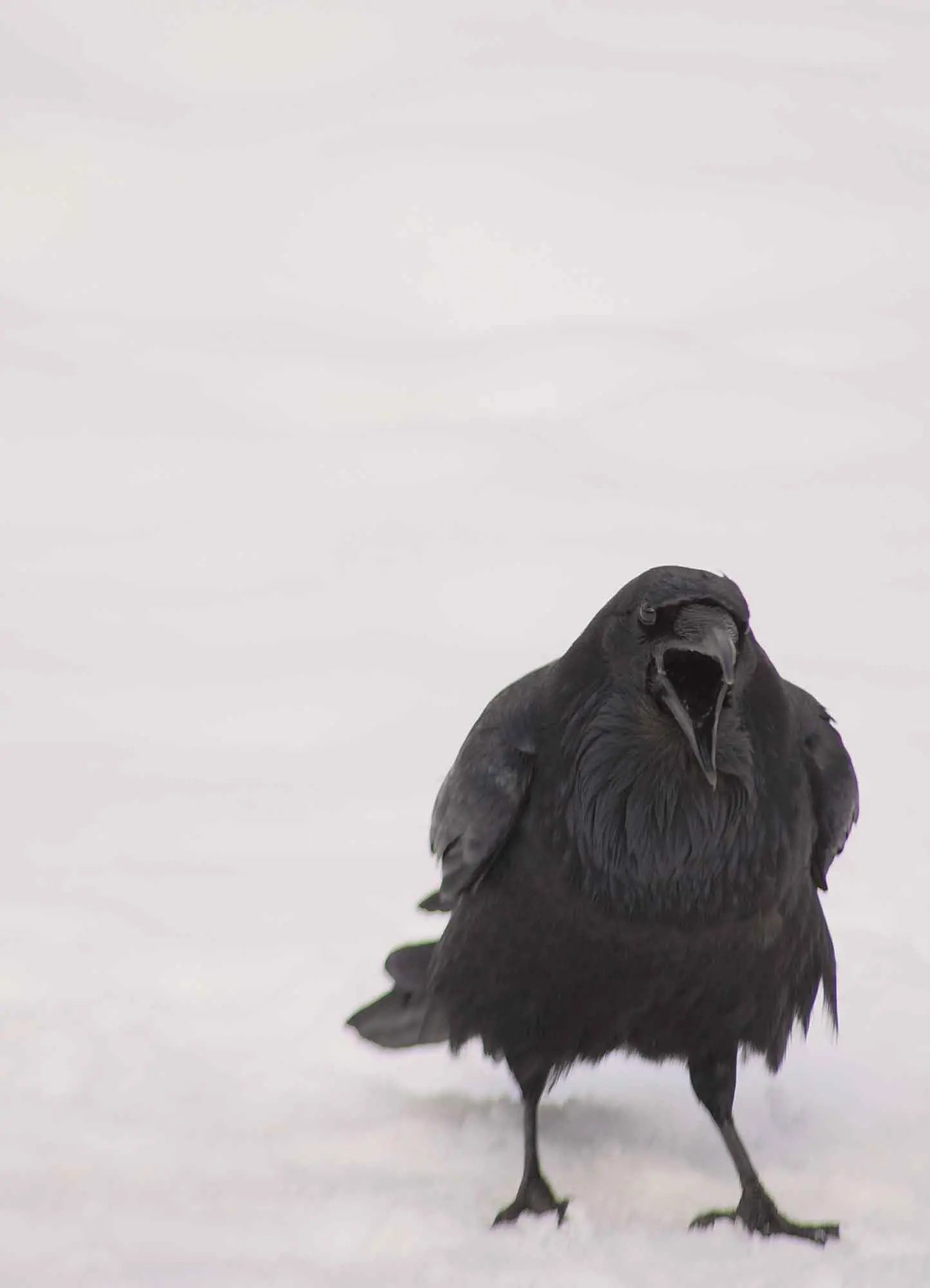 A crow on a snowy backdrop