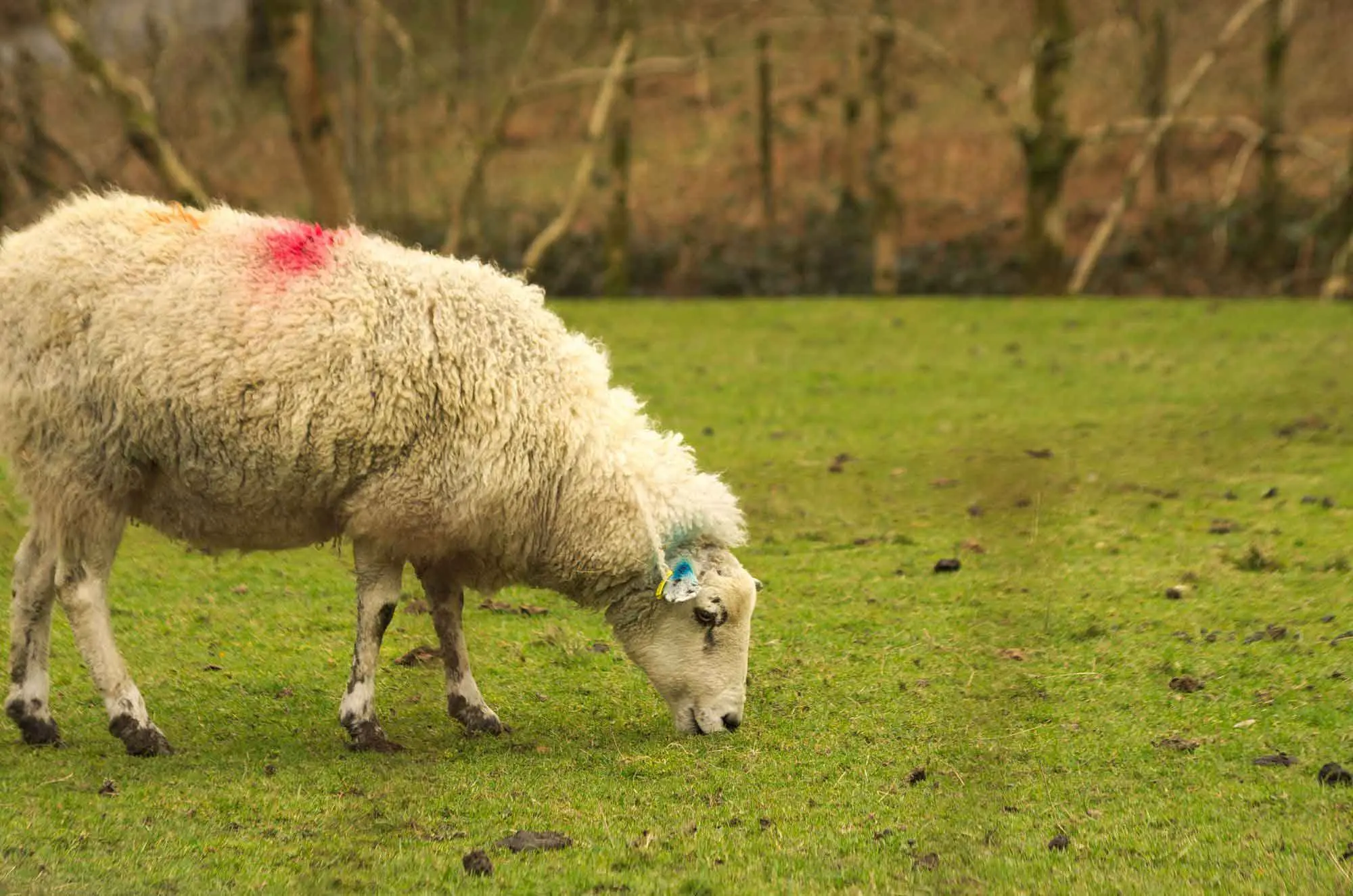 A photo of sheep grazing