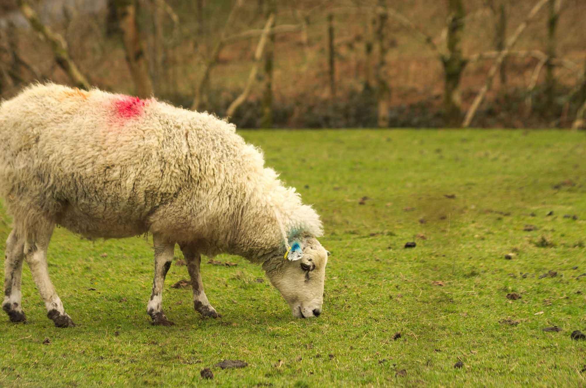 A sheep grazing on grass