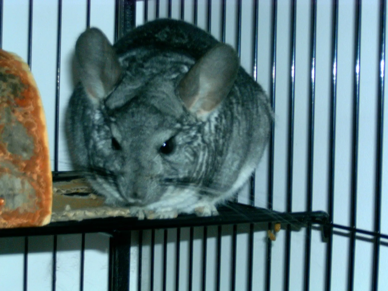 A dark-grey chinchilla sitting on a shelf in a cage